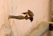 beautiful pics of bird trying to drinking water 
