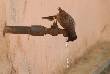 beautiful pics of bird trying to drinking water 