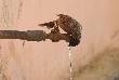 beautiful pics of bird trying to drinking water 