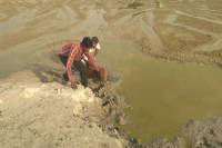 Deer dies after being caught in a swamp