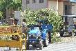 green trees cut by municipal corporation