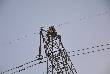 person commit suicide on high tension line police 