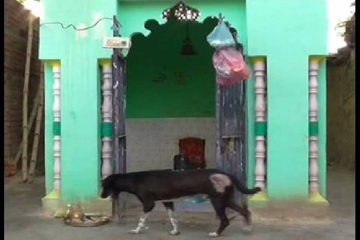 Lord Shiva devotion of the dog