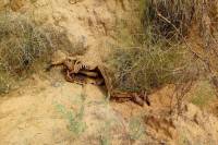 murder in jodhpur, dead body recovered in jodhpur, murder mysteries of jodhpur, police investigation in jodhpur, crime news of jodhpur, jodhpur news