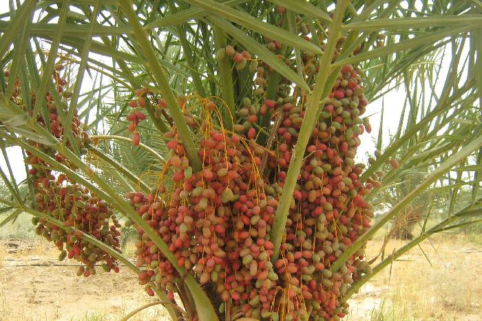 dates in the jaisalmer