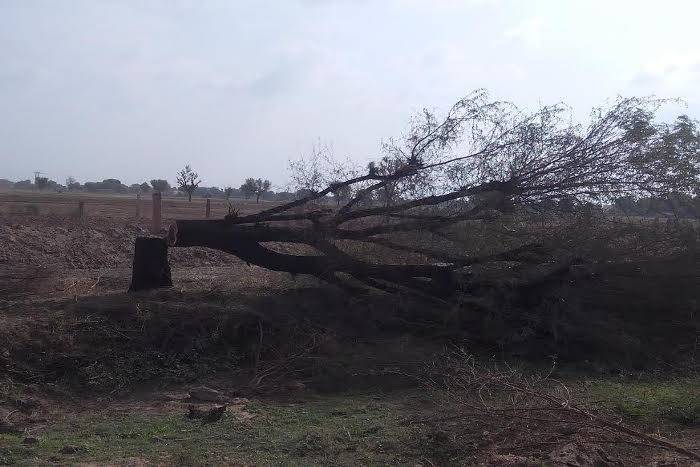 tree cutting at highways of jodhpur, harit rajasthan yojana, trees on highways of jodhpur, illegal tree cutting in jodhpur, environment of jodhpur, greenery in jodhpur, varieties of trees in jodhpur, jodhpur news