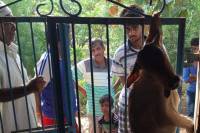 Video : Banswara : Panther killed calf 