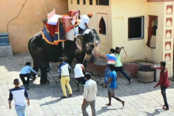 elephant