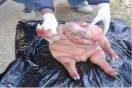abnormal sheep in south africa