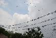 beautiful pics of birds