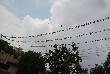  beautiful pics of birds