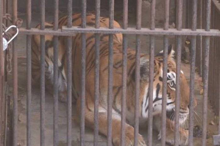 kota zoo will be closed