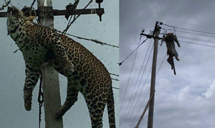 Leopard electrocuted