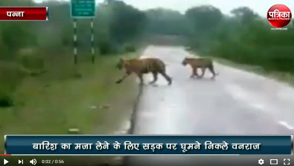 3 tigers seen of Panna tiger reverse