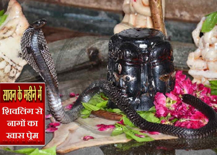 snake with shivling