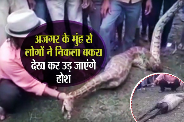 The python swallowed goat