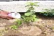 beautiful pics of  Plantation