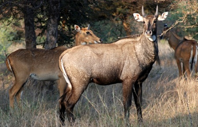 Permission to kill wild pig and blue cow in Punjab