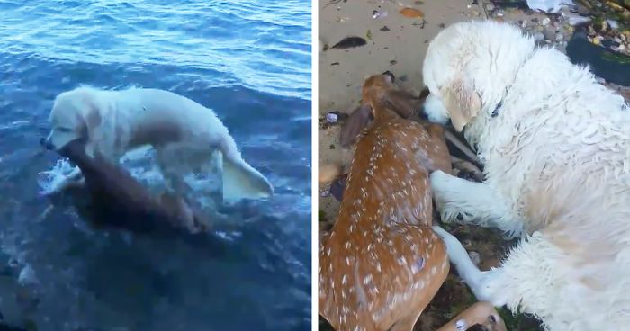 dog saving a drowning baby deer is the sweetest th