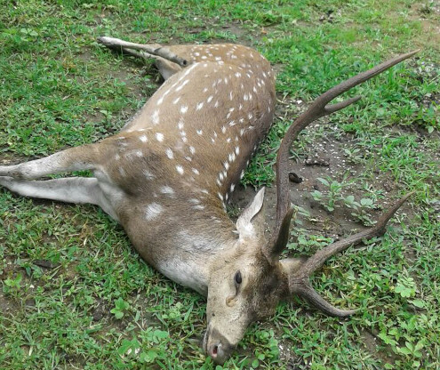 Chital death due to vehicle stumbling