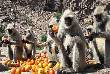 Varanaraj is seen sharing the devotees on the temp