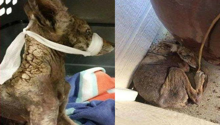A helping Woman Brought Dangerous Coyote Inside Ho