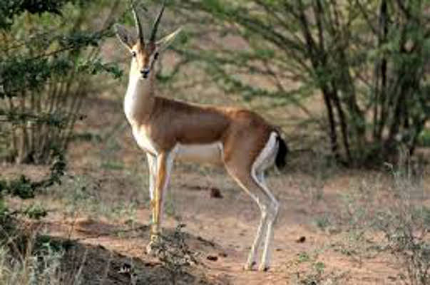 Chinkara dies after falling from the well