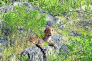 Selfie, Selfie News, Panther in Selfie, Ramgarh Wildlife Sanctuary, Bundi Wildlife Sanctuary, Mukundra Hills Tiger Reserve, Wildlife in Rajasthan, Rajasthan Tourism,  Wildlife Tourism in Rajasthan, Kota News, Rajasthan Patrika, Patrika news