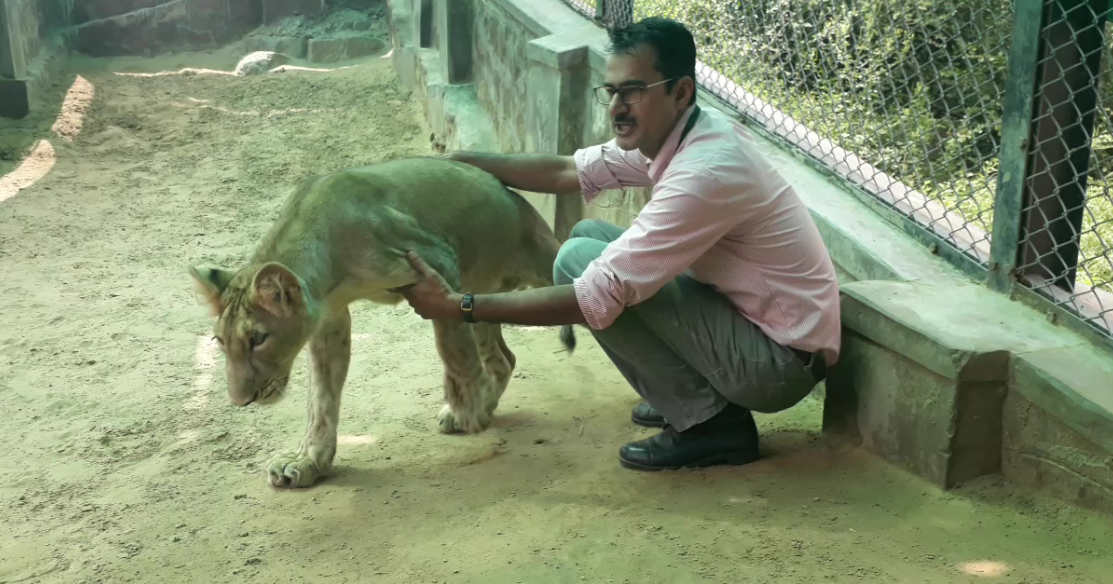 lion cub kailash shifted in cage