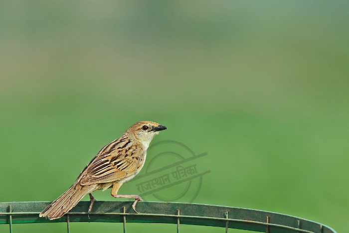 Bristol Grass Bird, Wild Life News, Mukundra Hills Tiger Reserve, Wild Life in Kota, Bird in Kota, Bird in Rajasthan, Rajasthan Wildlife, Rajasthan Tourism, Hadouti Naturalist Society, Kota News, Rajasthan Patrika, Patrika Kota, Patrika News, ब्रिस्टल्ड ग्रास बर्ड, कोटा, पत्रिका कोटा