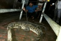 Crocodile, National Chambal Crocodile Century, Crocodile Century Kota, Crocodile Enters in Residential Area, Crocodile Kota, राष्ट्रीय चंबल घड़ियाल सेंचुरी, कोटा घड़ियाल सेंचुरी, Rajasthan Patrika, Kota Patrika, Kota news, Kota,