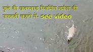 dogs amazing videos