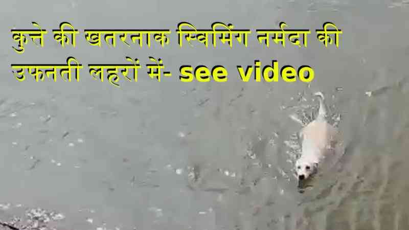 street dog