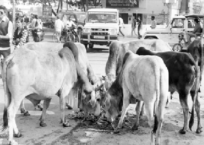 Nirashrit Pashudhan Sanrakshan Vikas Yojana for Anna Pratha in hindi Jhansi Bundelkhand News