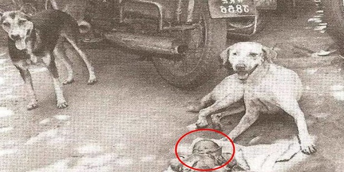 dogs save the life of a new born baby on the street