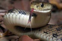 snake bite