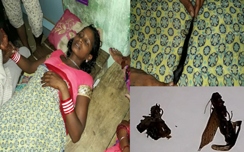Choti Katwa Mackie insect caught in Sitapur UP Hindi News