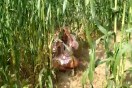 wild boar attack in jodhpur