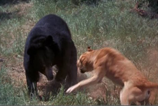 dog attacks on bear