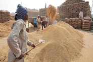 Scam, Wheat Scam, Wheat Purchase Scam,  FCI, Wheat Scam in Kota, FCI Kota, Food Corporation of India, Minimum Support Price, Minimum Support Price of Wheat, Bamashah Mandi Kota, Kota Mandi, Rajasthan Patrika, Kota patrika, Patrika news, Kota News, पत्रिका.भारत  