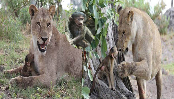 mother killed by lioness