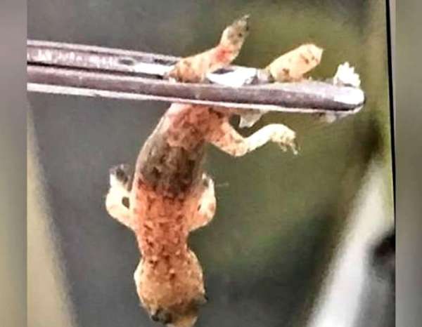 live lizard found from man ear