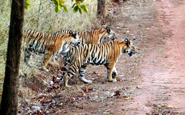 Man-eating Tigers Dangers in Panna district