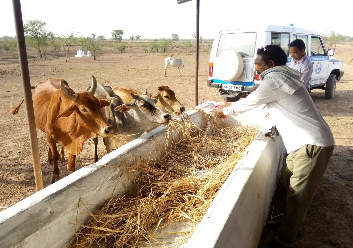  cow sanctuary in Jhalam