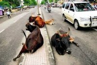 Cow Attack, Municipal Corporation, Cattle in the City, Crime, Accident,  Kota, Kota News, Rajasthan Patrika, Kota Patrika News, कोटा, राजस्‍थान पत्रिका, कोटा पत्रिका, आवारा मवेशी, 