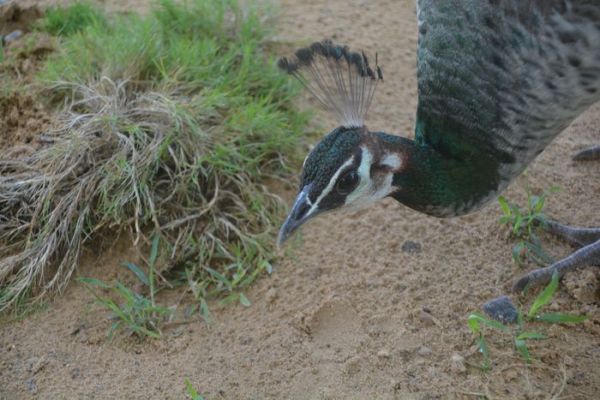 beautiful pics of peacock