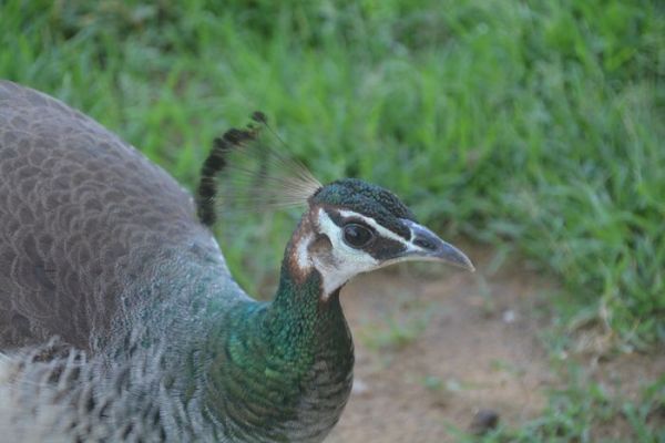 beautiful pics of peacock