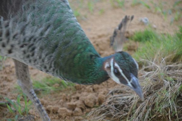 beautiful pics of peacock