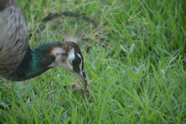 beautiful pics of peacock