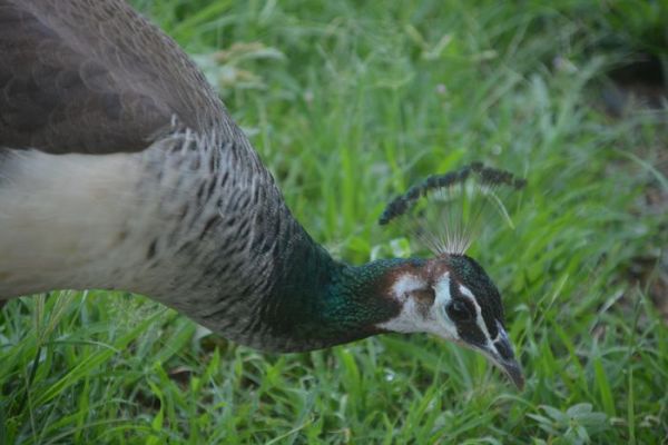 beautiful pics of peacock